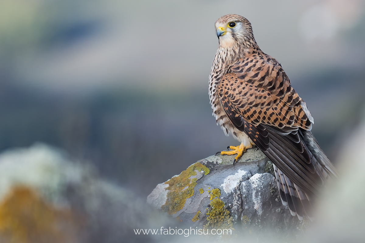 Kestrel