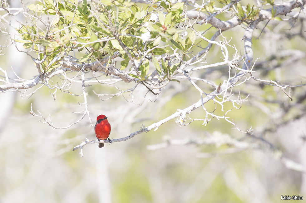 The scarlet flycatcher