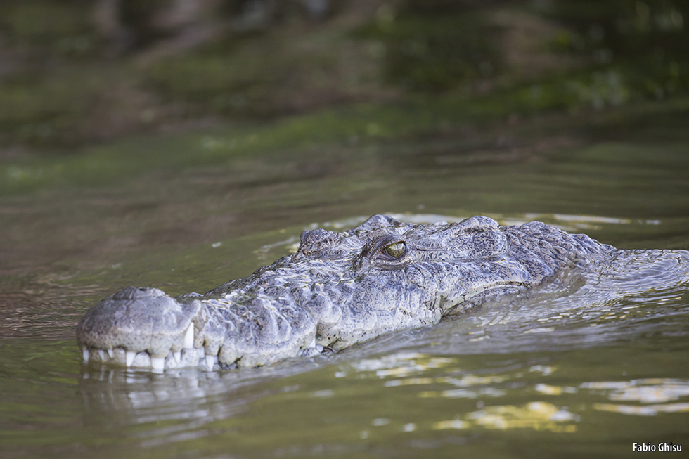 📷 Viaggio naturalistico nello Yucatan