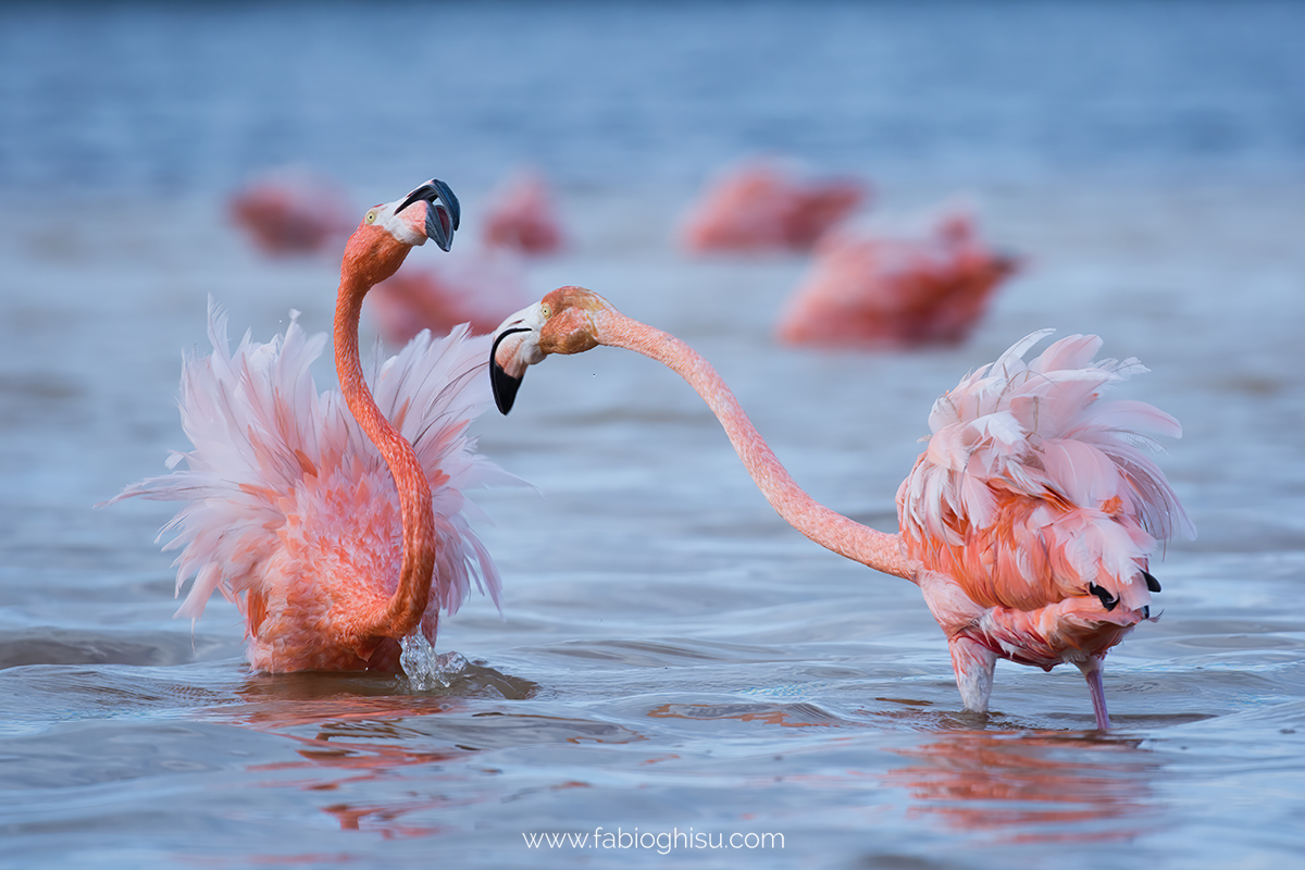 📷 Naturalistic journey in Yucatan