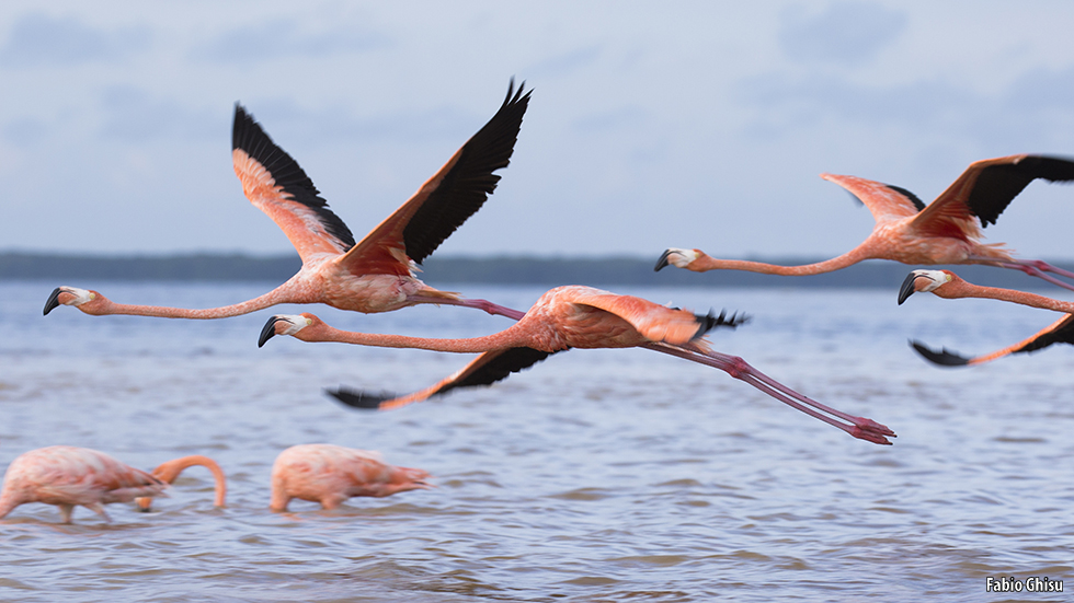 How do flamingos eat?