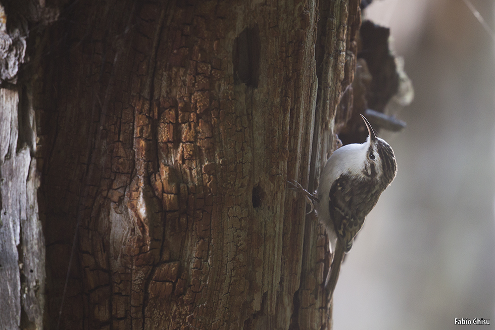 The eurasian treecreeper