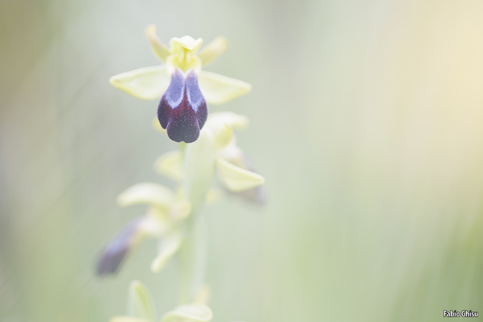 Sardinian Orchids: two days of macro photography