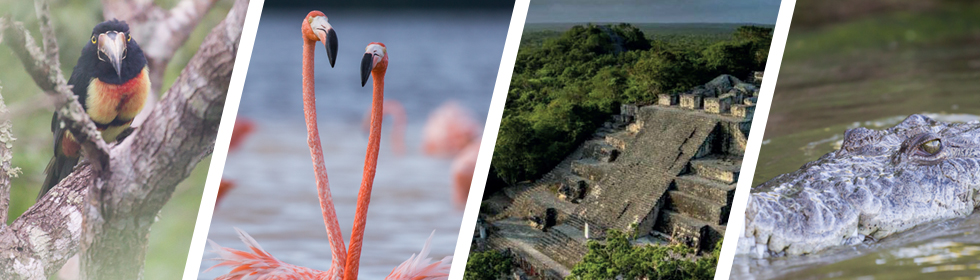 📷 Viaggio naturalistico nello Yucatan