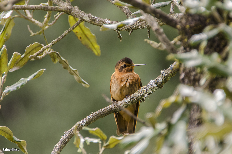 Colibrì #2