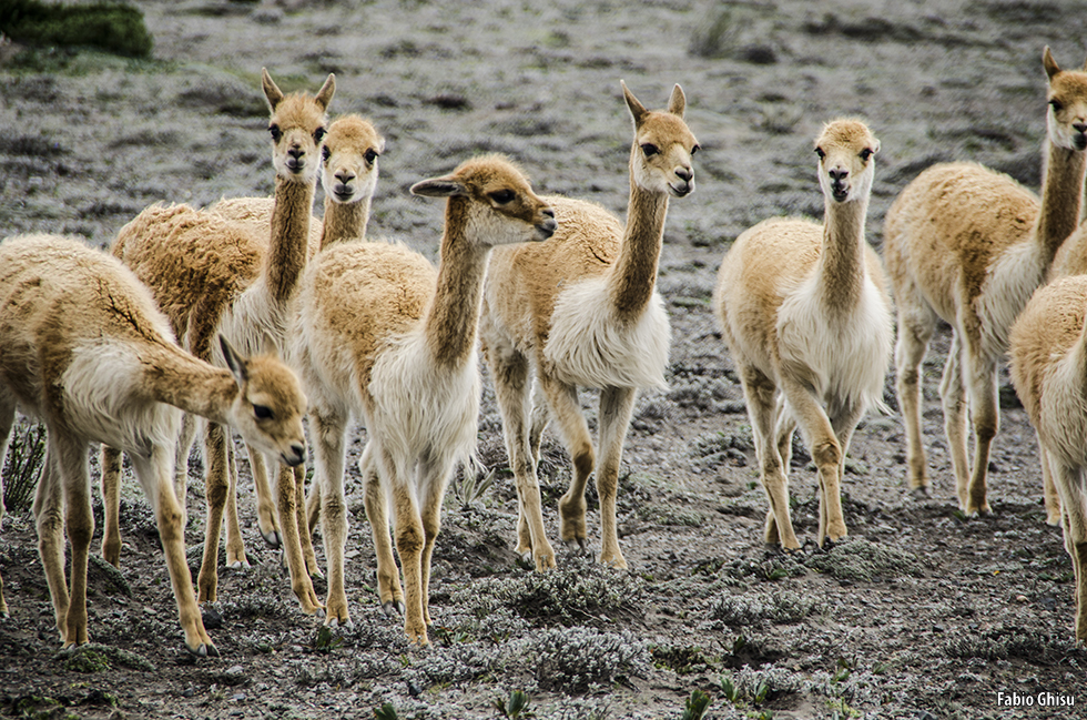 Vicuñas #2