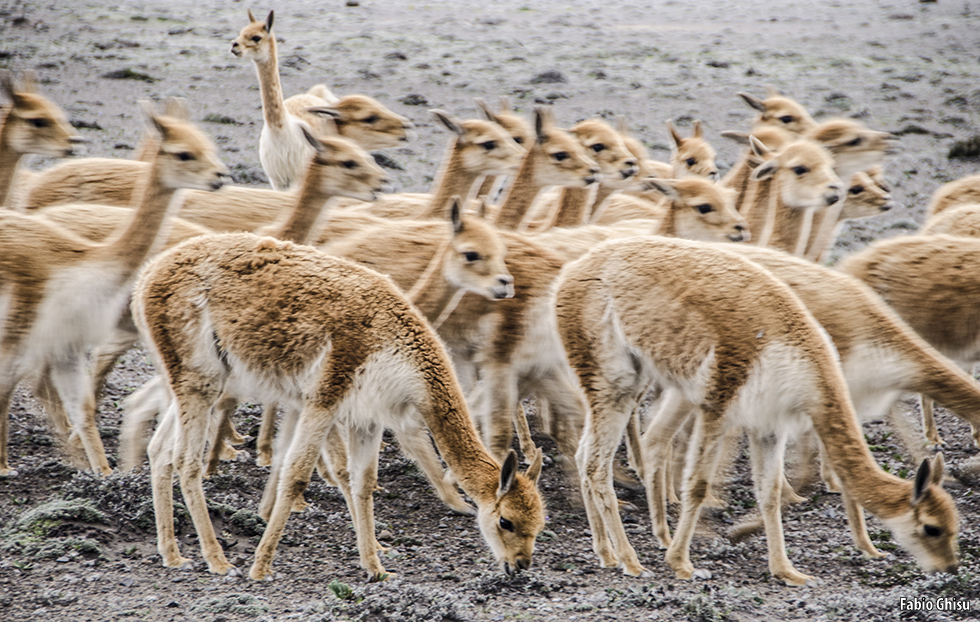 Vicuñas