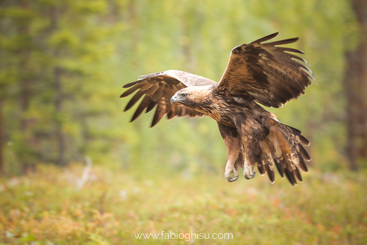 📷 Viaggio fotografico nella Lapponia Finlandese