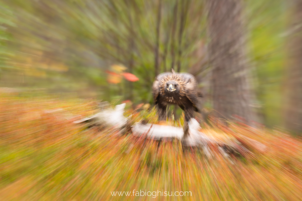 📷 Viaggio fotografico nella Lapponia Finlandese