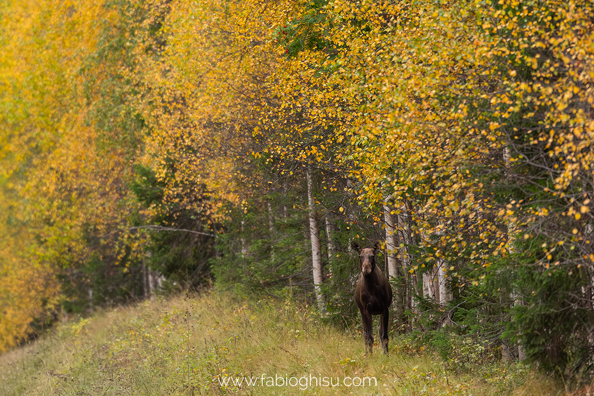 📷 Viaggio fotografico nella Lapponia Finlandese