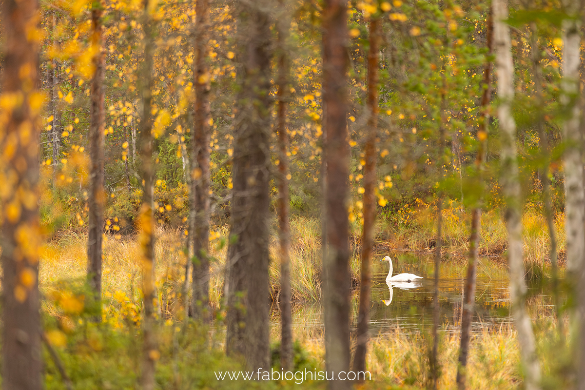 📷 Viaggio fotografico nella Lapponia Finlandese