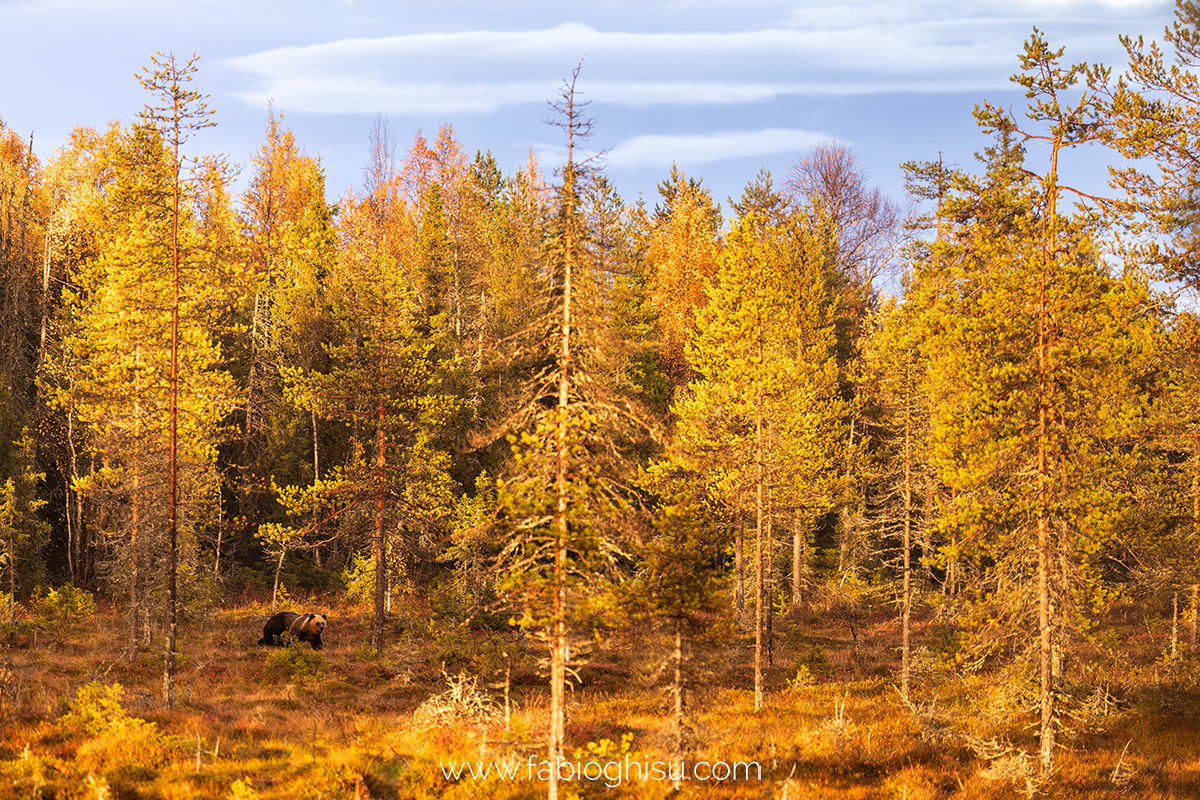 📷 Viaggio fotografico nella Lapponia Finlandese