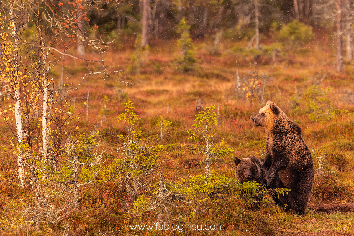 📷 Viaggio fotografico nella Lapponia Finlandese