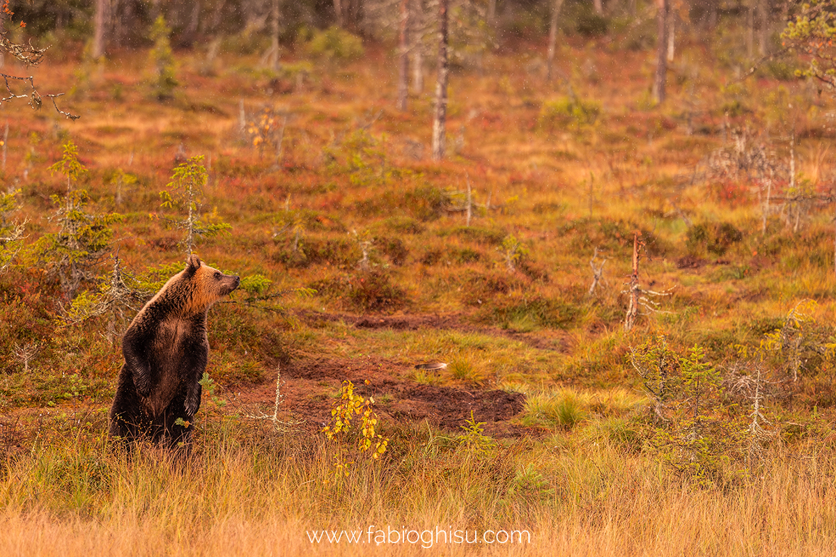 📷 Viaggio fotografico nella Lapponia Finlandese