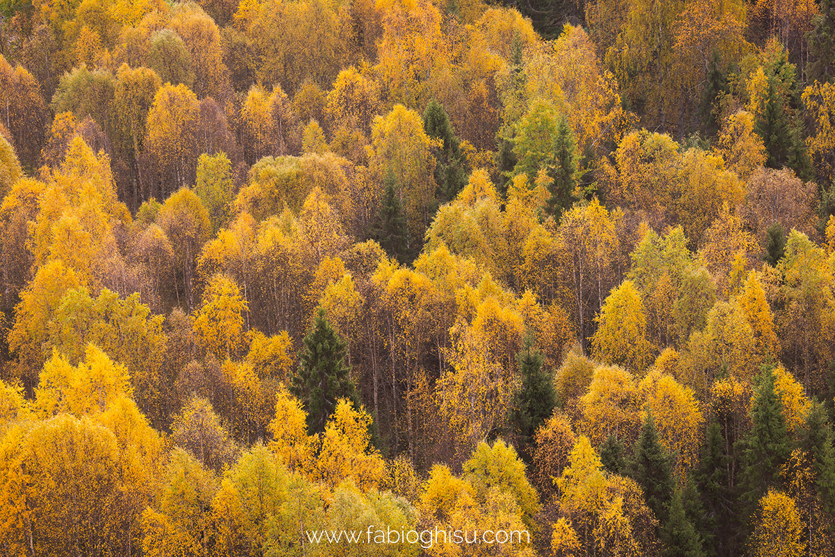 📷 Viaggio fotografico nella Lapponia Finlandese