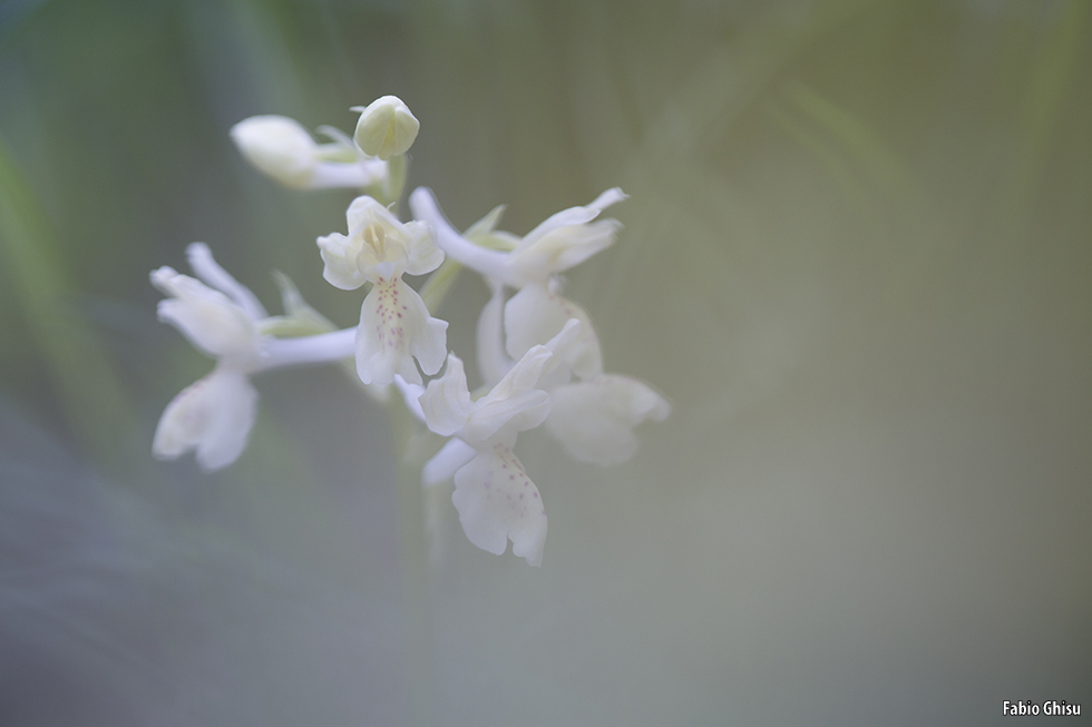 Orquídeas de Cerdeña: dos días de fotografía macro