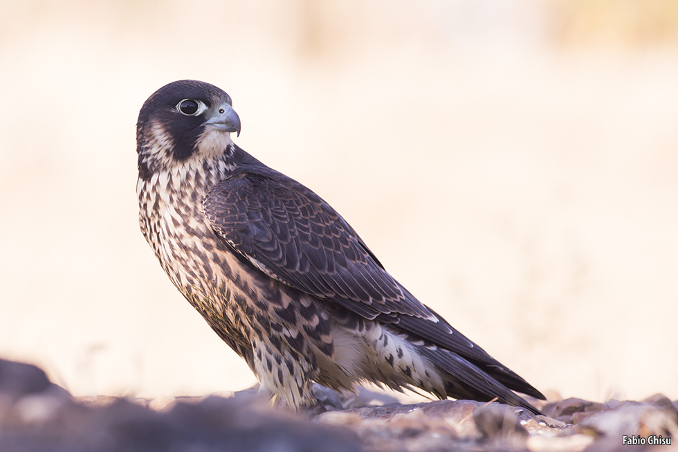 Peregrine falcon