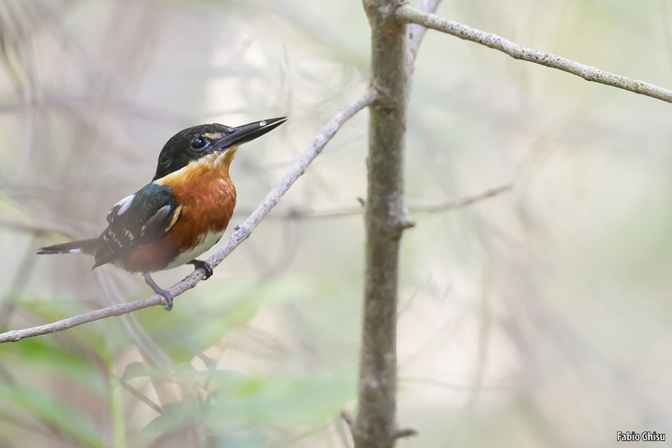 American pygmy kingfisher