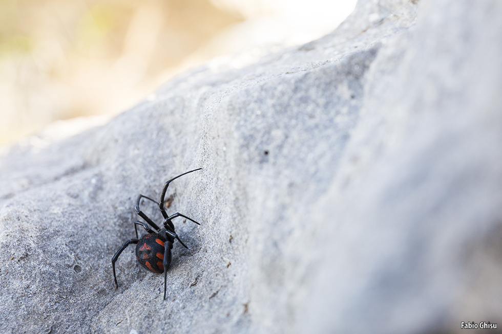 Mediterranean black widow