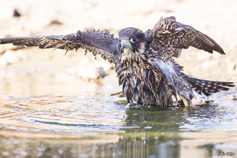 Peregrine falcon getting wet