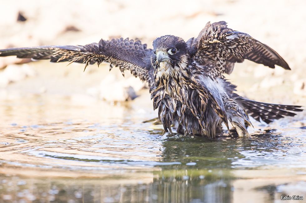 Halcón peregrino bañandose