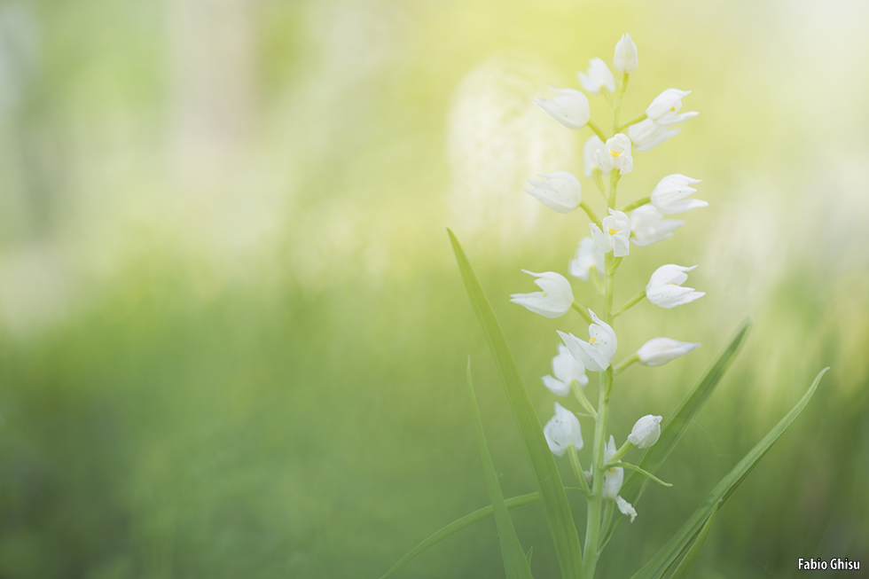 Narrow-leaved Helleborine