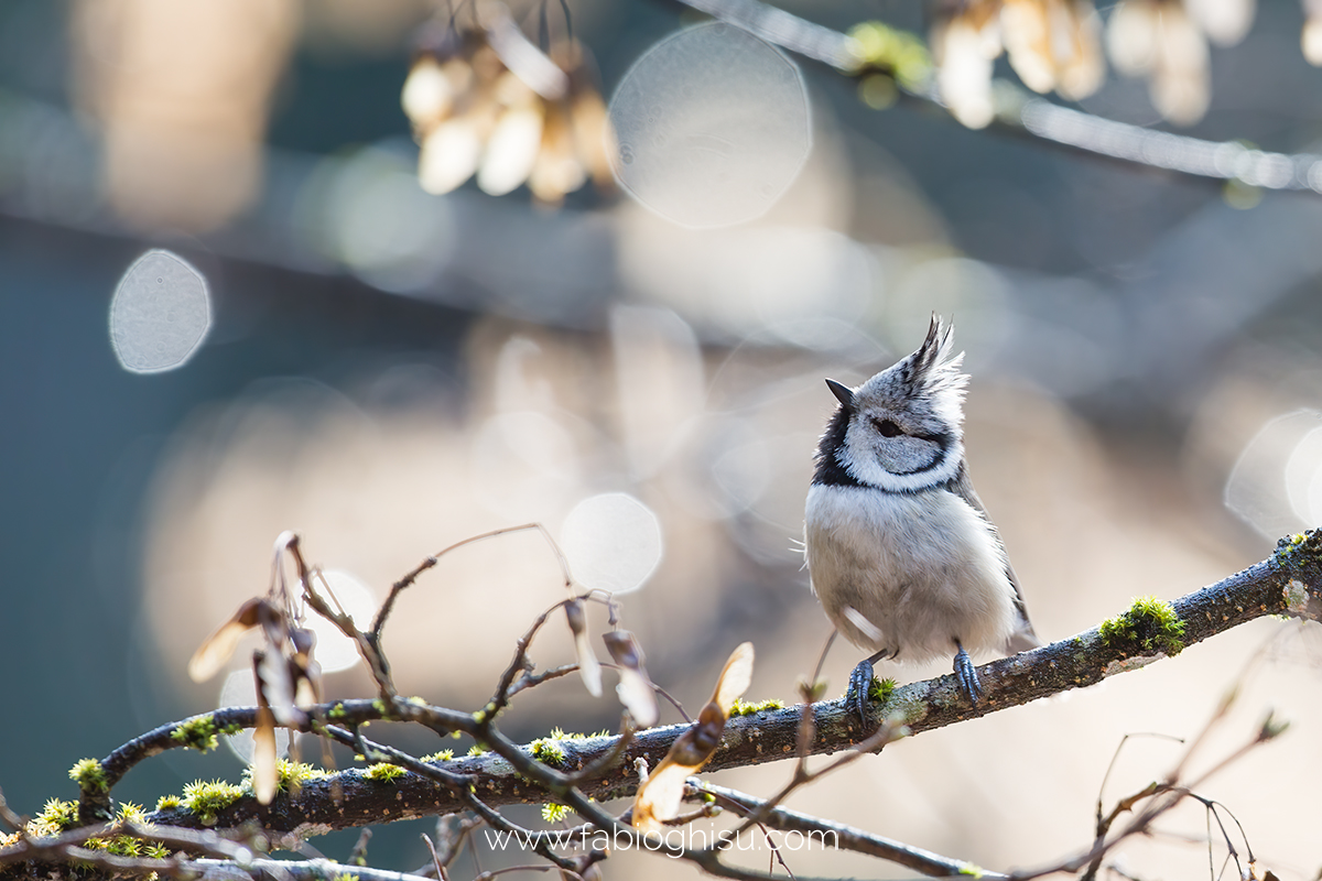 📷  Fotografare animali: workshop di fotografia naturalistica