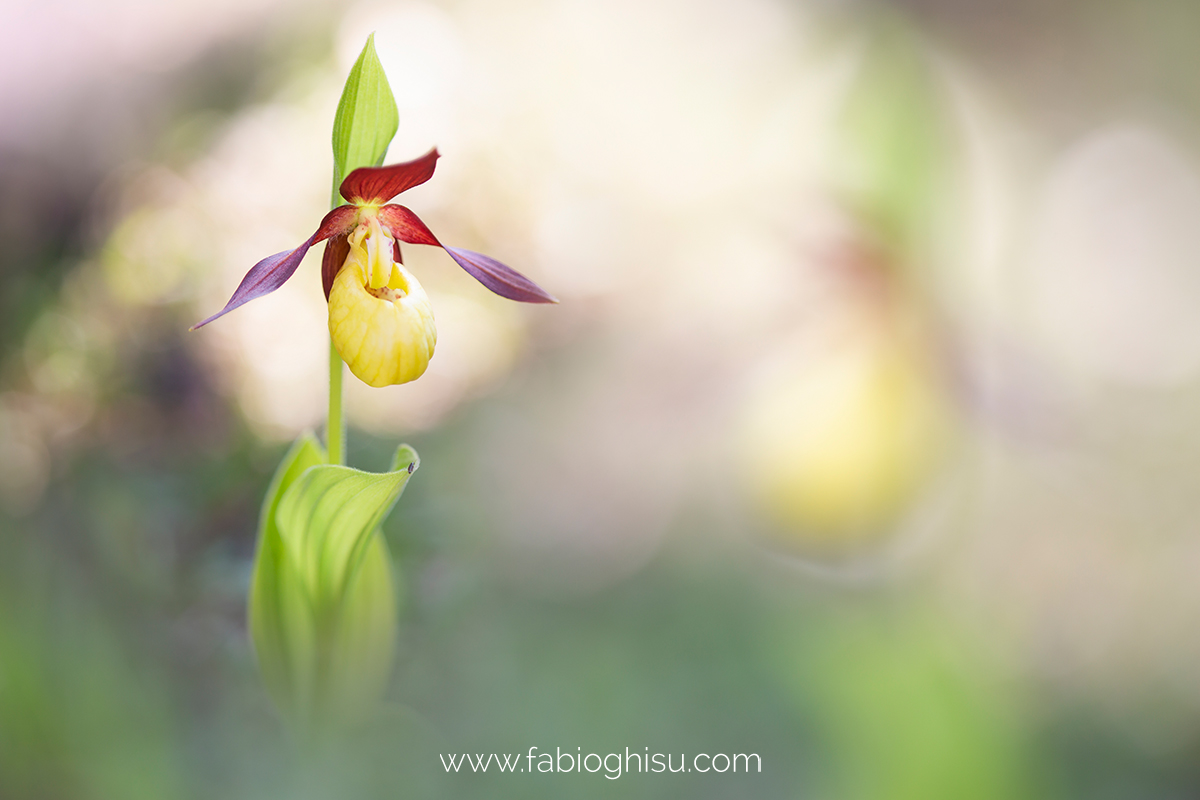 Lady's-slipper orchid