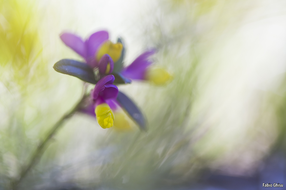 📷 Fotografiando flores: laboratorio de fotografía macro