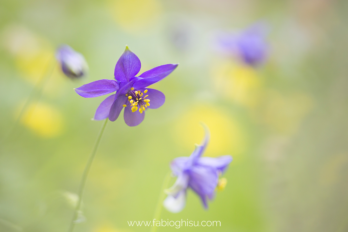 La Aquilegia thalictrifolia