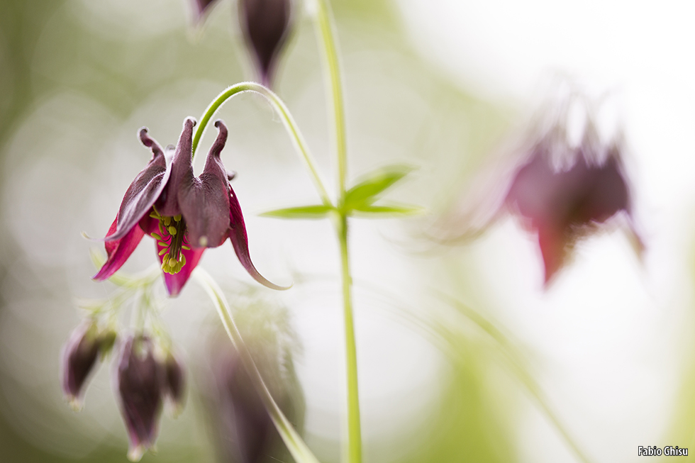 Aquilegia scura