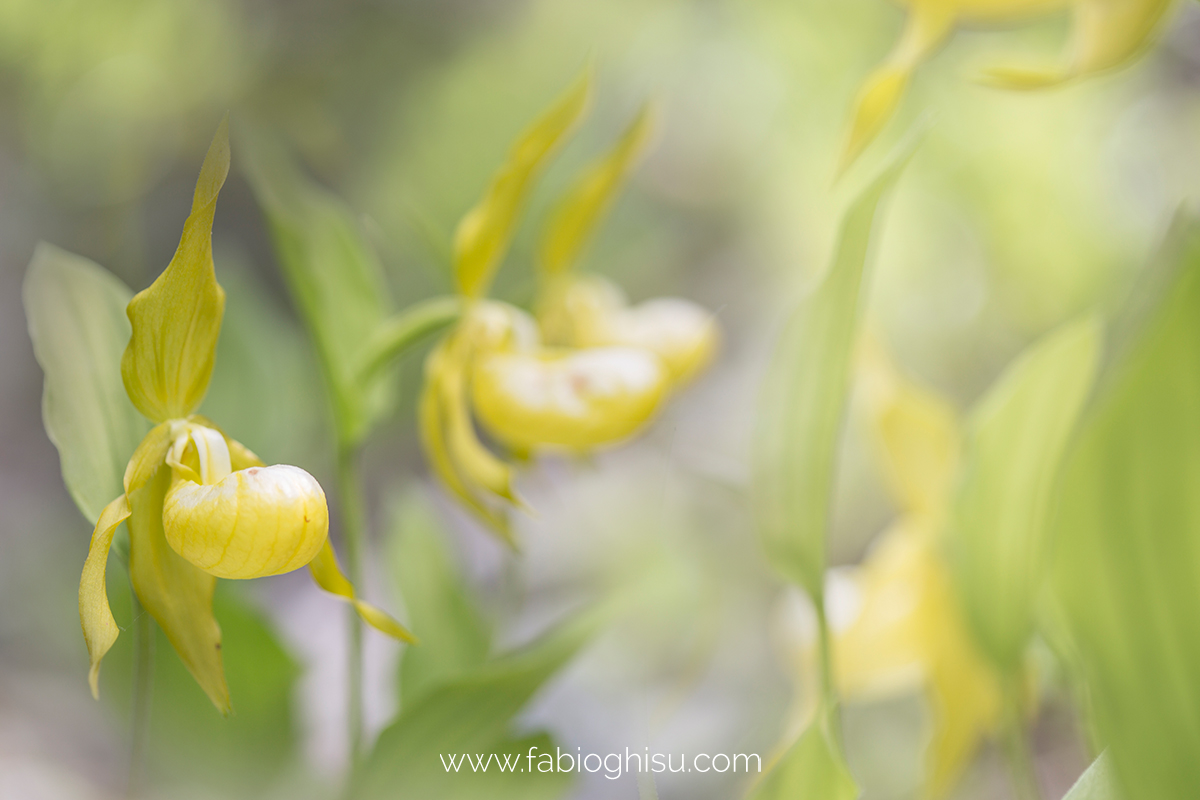 The yellow lady's-slipper orchid