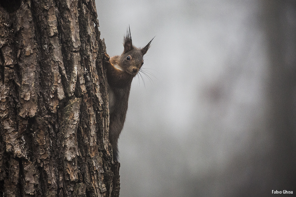 Corso di Fotografia Naturalistica: Animali