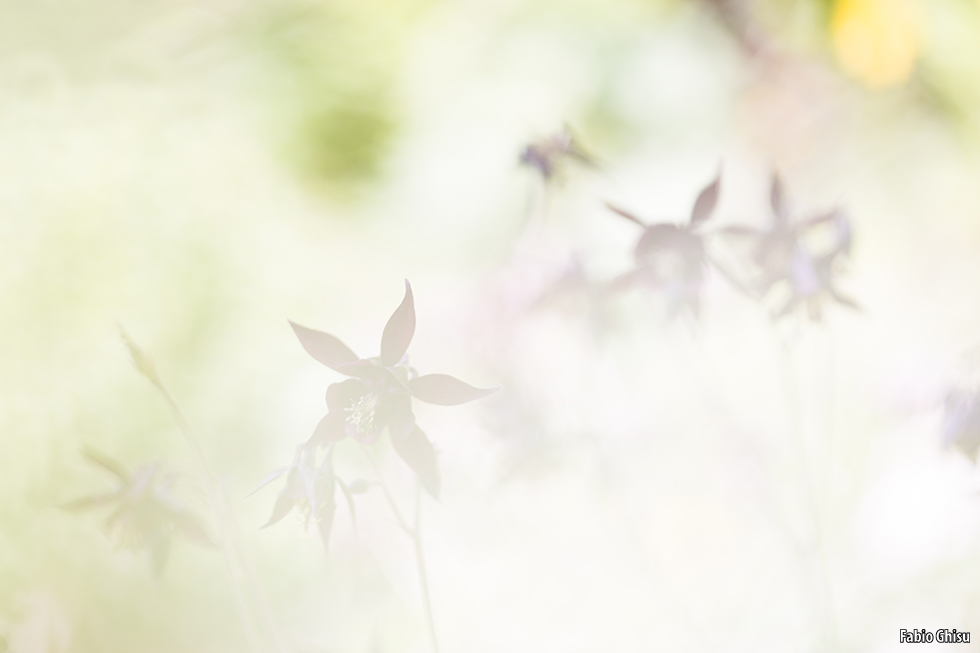 📷 Photographing flowers: workshop of macro photography