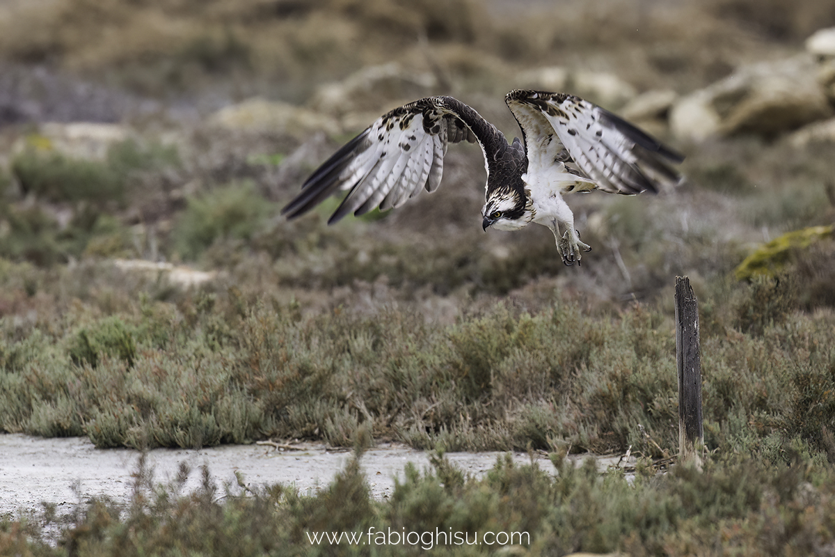 El águila pescadora