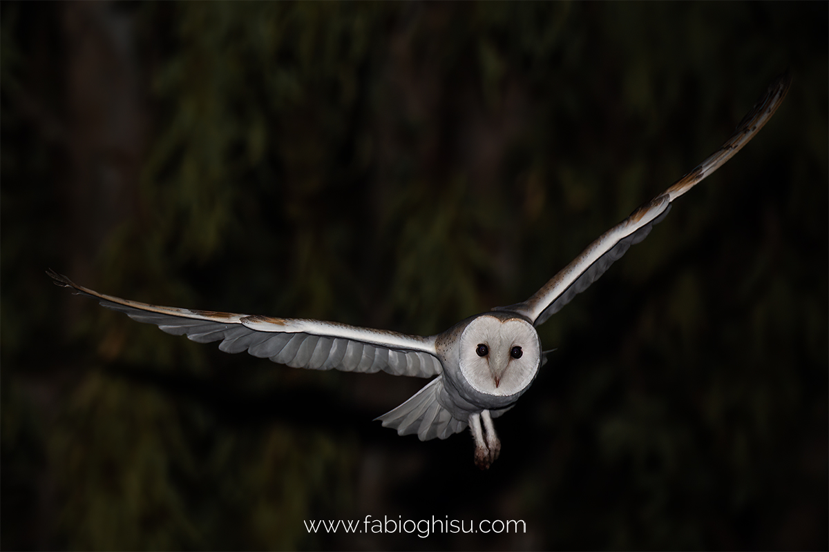 The barn owl