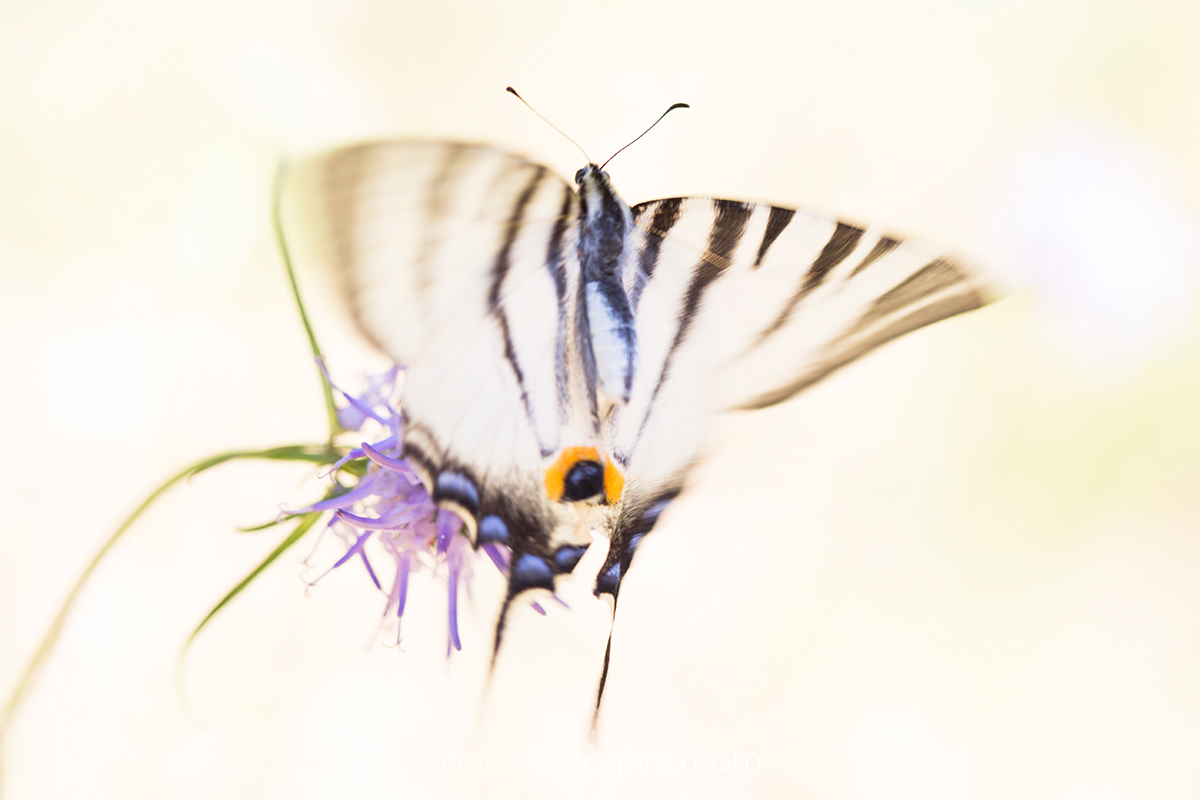 Scarce swallowtail