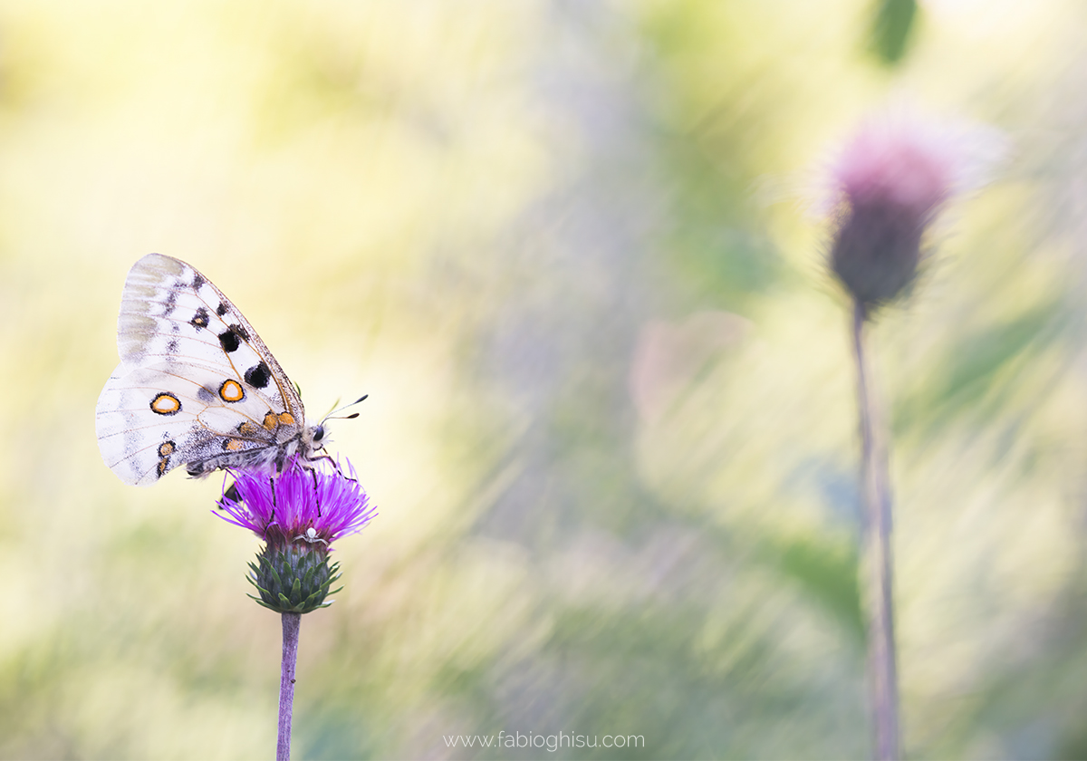 Apollo in the thistles