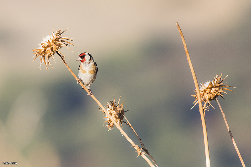 Goldfinch on thistle