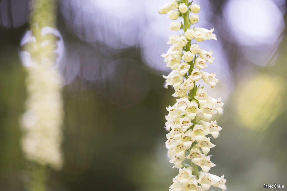 📷 Photographing flowers: workshop of macro photography