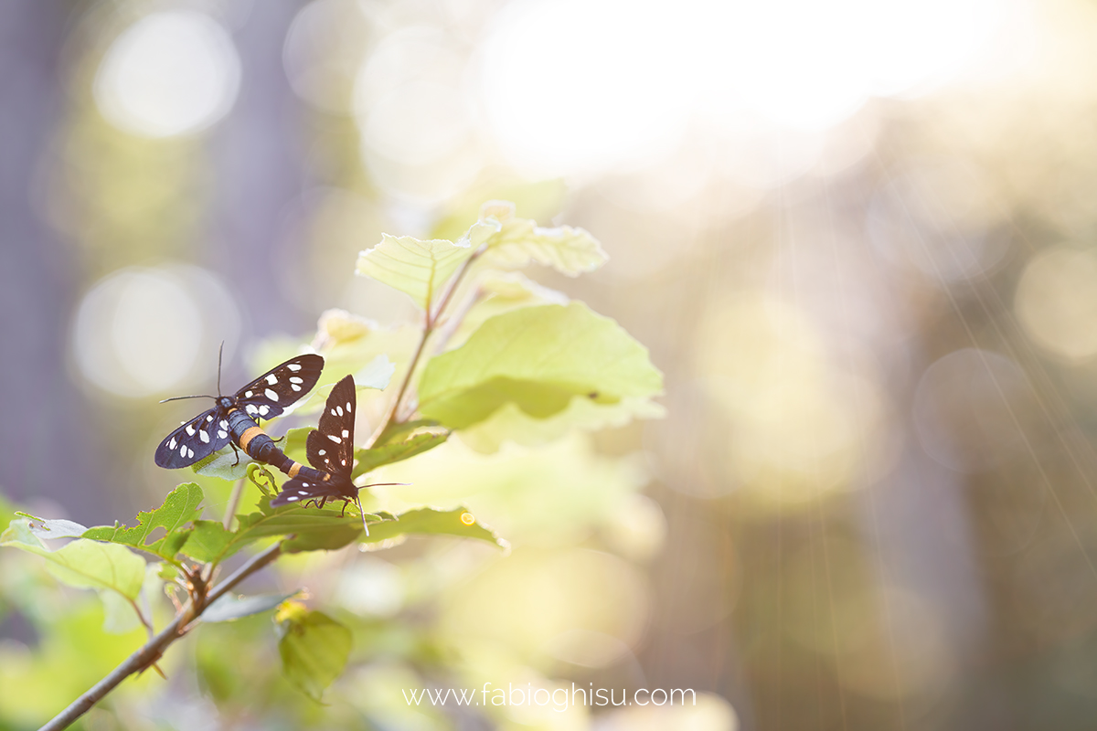 📷 Microfauna alpina: workshop de macrofotografia