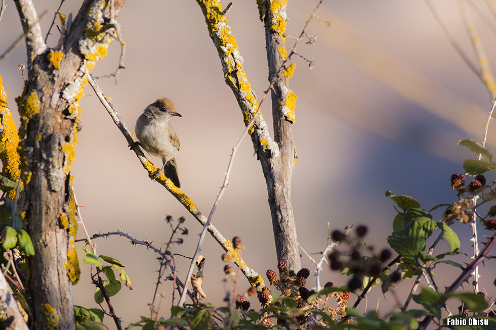 Eurasian blackcap and blackbarries