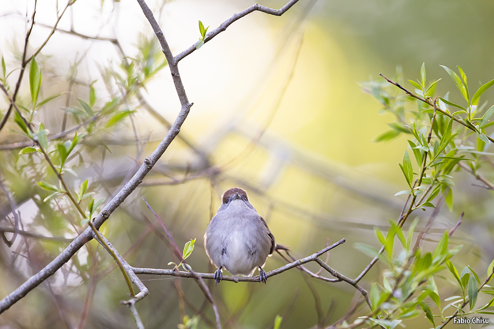 The blackcap