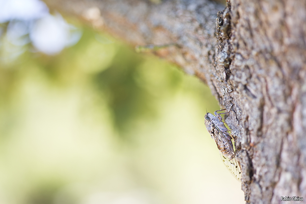 Cicada