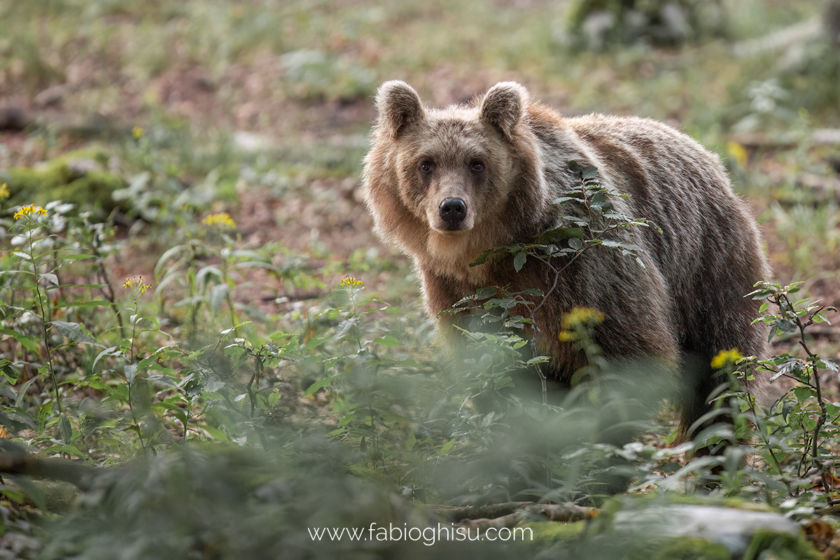 Brown bear