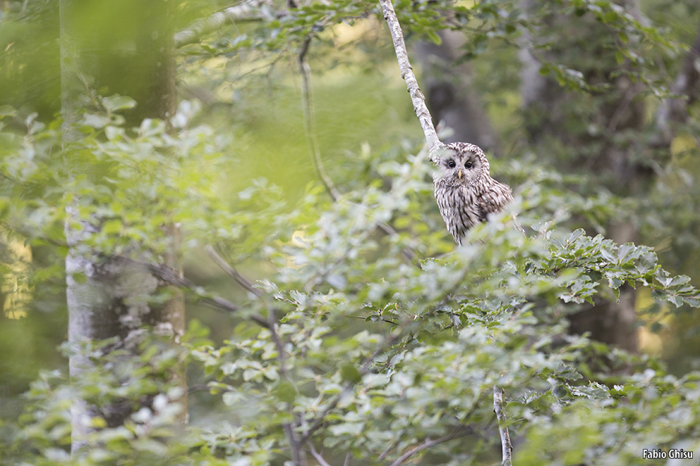 The boreal owl