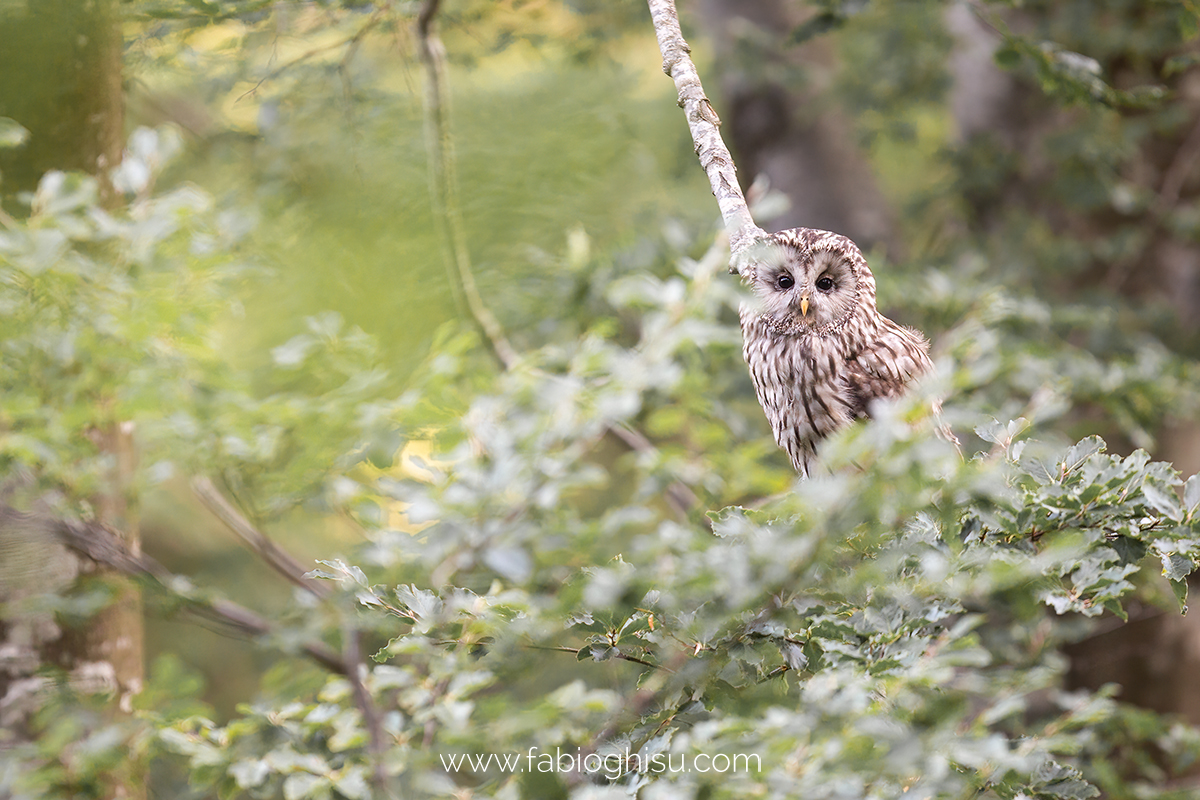 The boreal owl