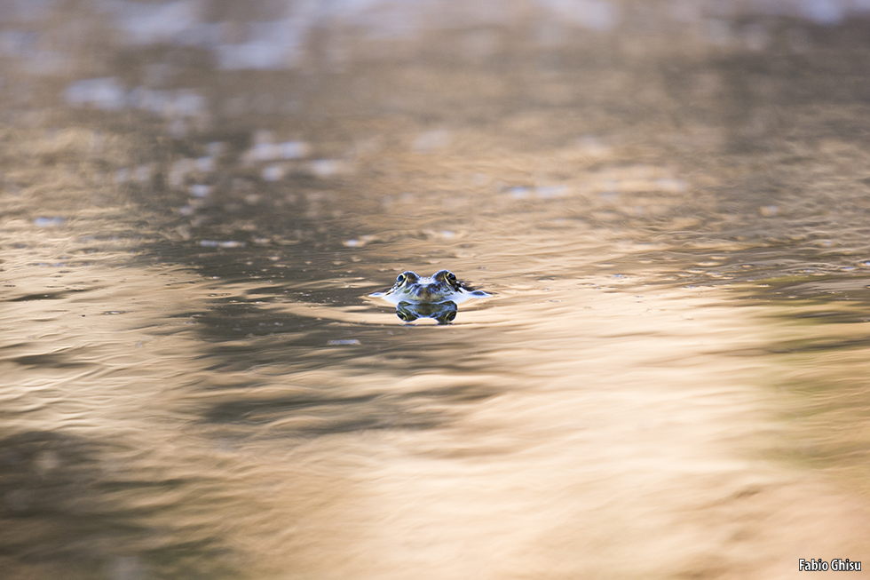 Pool frog