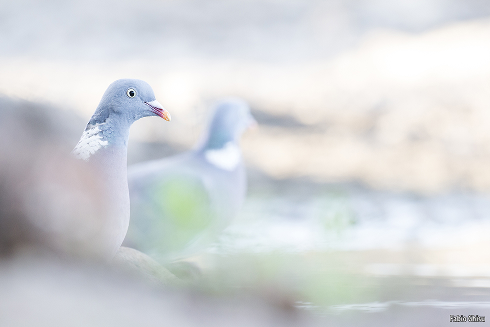 Wood pigeons