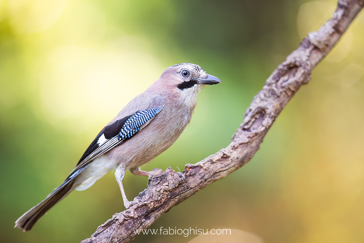 The Eurasian jay